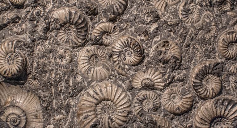 Fossilien in Schneckenform im Gestein