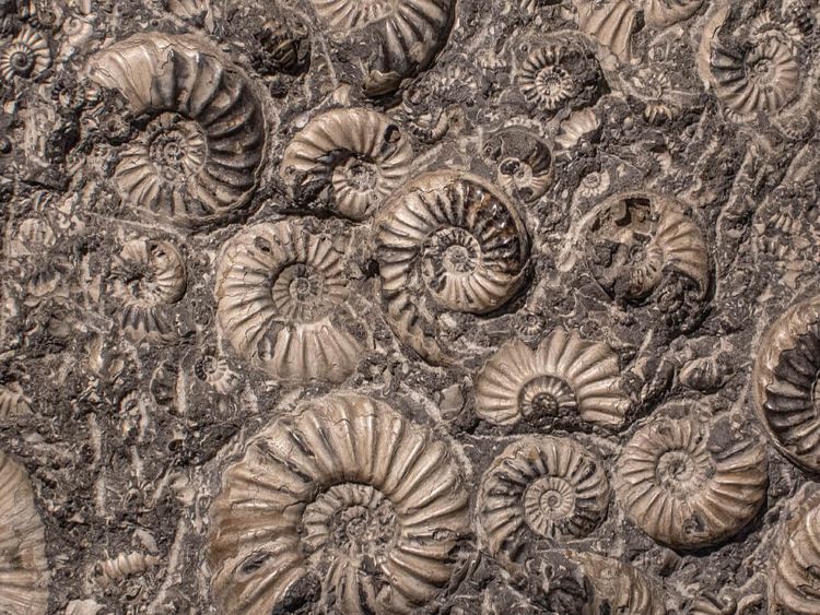 Fossilien in Schneckenform im Gestein
