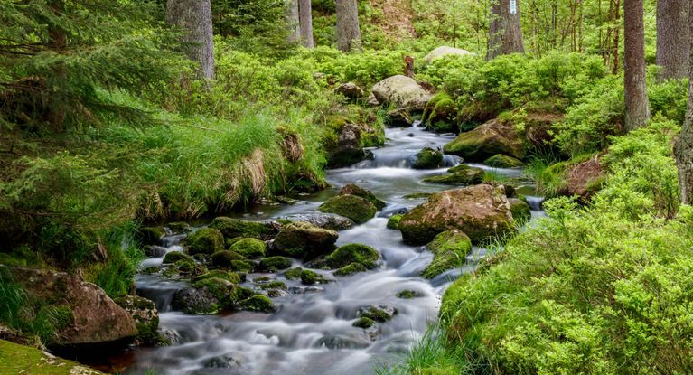 ein Bach rauscht duch einen Wald im Fichtelgebirge