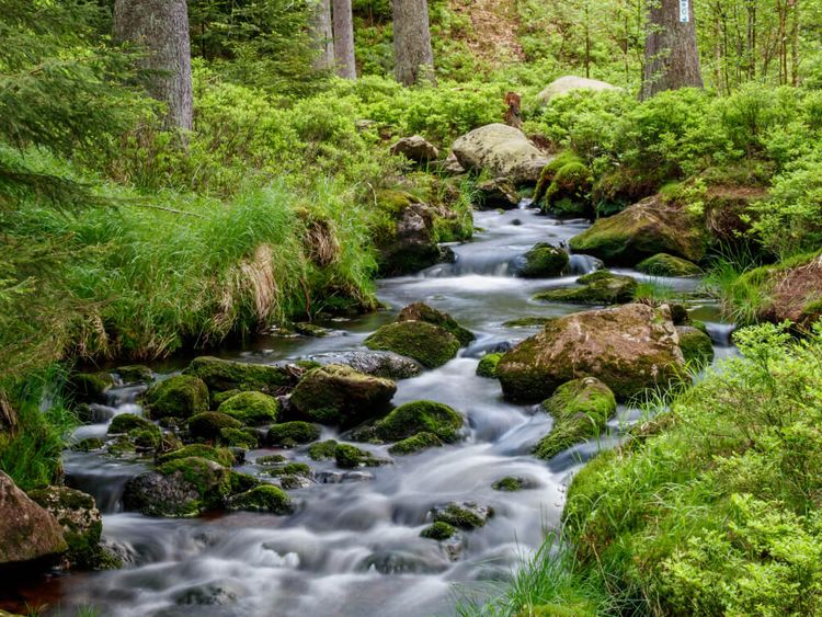 ein Bach rauscht duch einen Wald im Fichtelgebirge