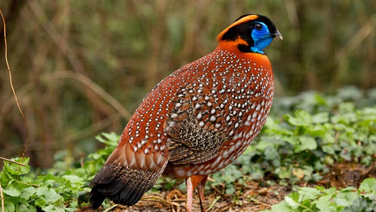 Vogel Temmnick Tragopan